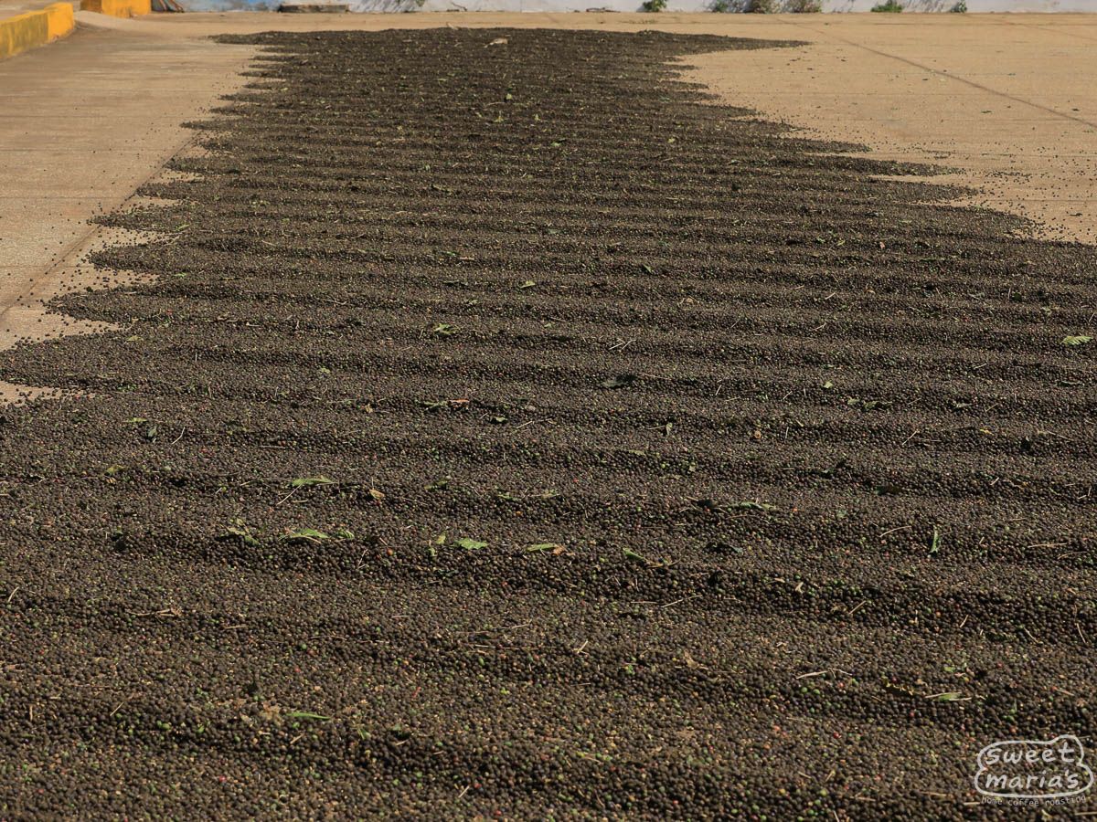 Brazil Dry Process Doña Maria Dorotéia