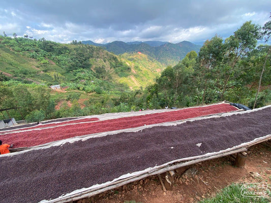 Burundi Dry Process Colline Kigina