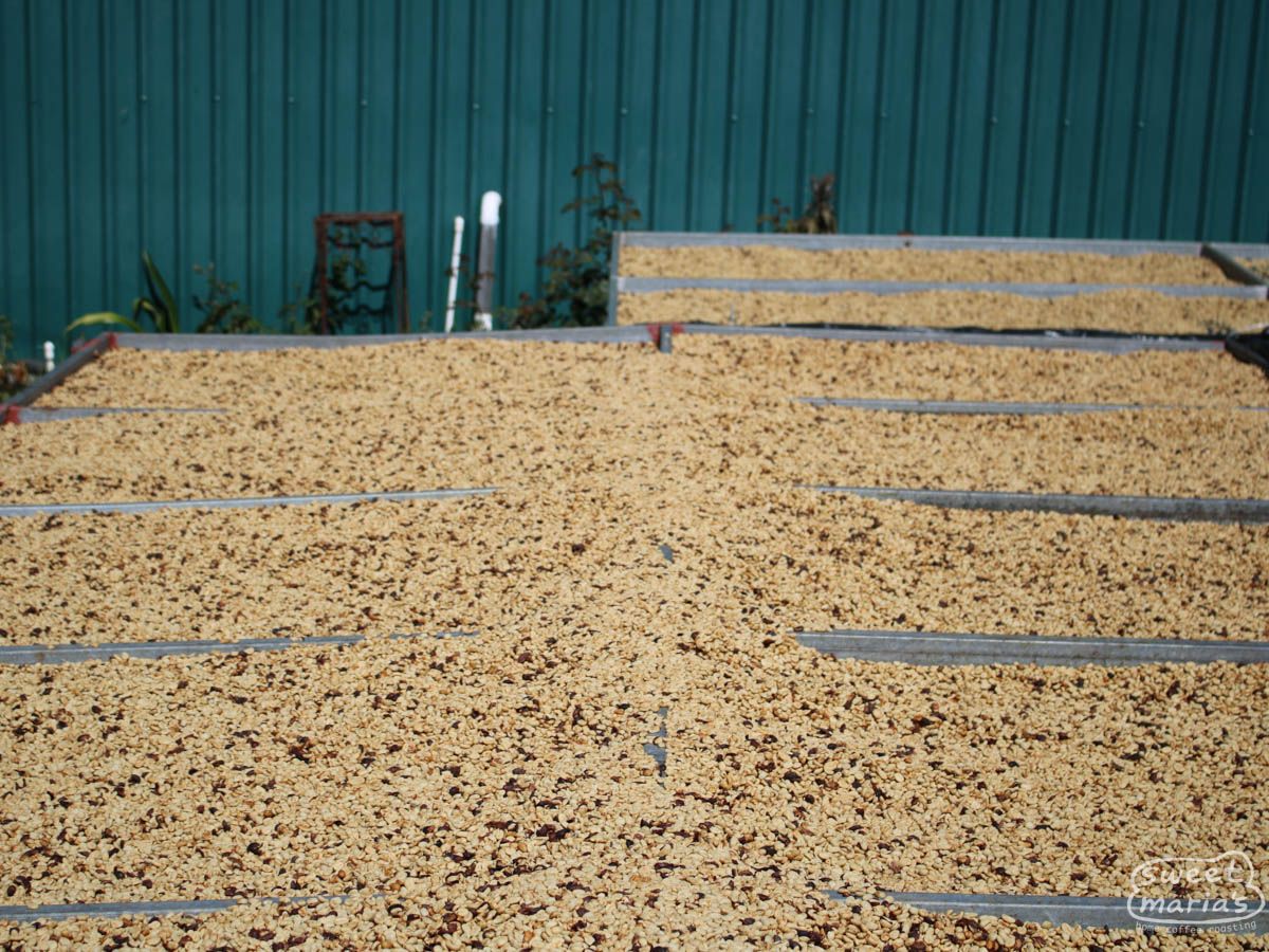 Costa Rica Zarcero Monte Brisas