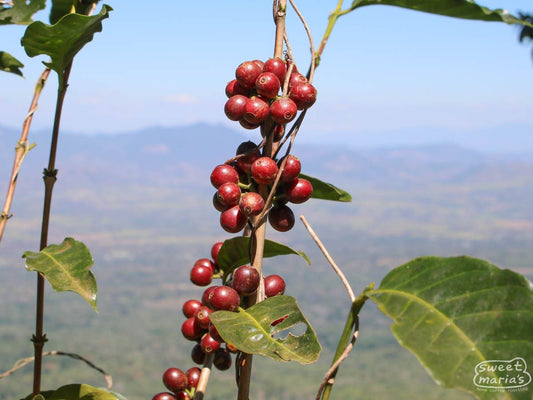 El Salvador Apaneca Finca Miravalle
