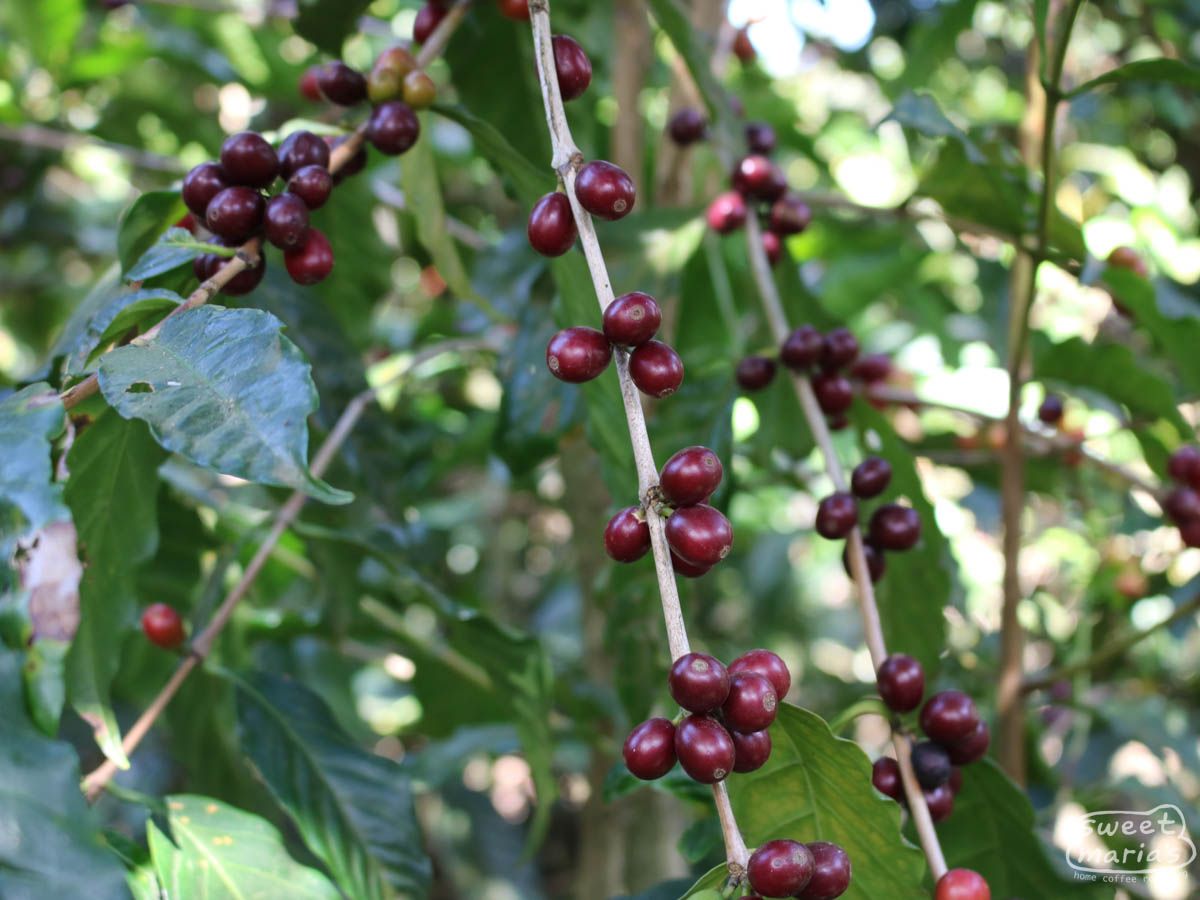 El Salvador Dry Process Finca San Luis