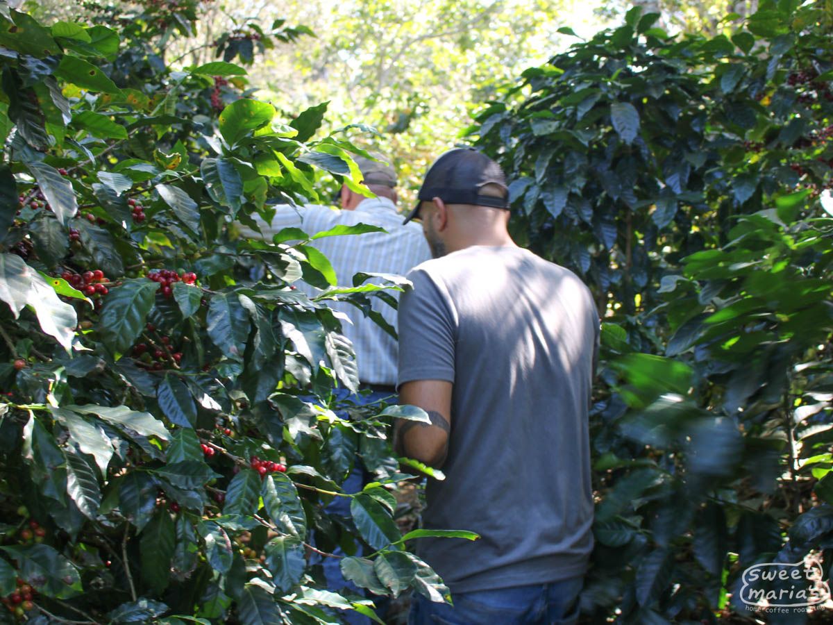 El Salvador Dry Process Finca San Luis