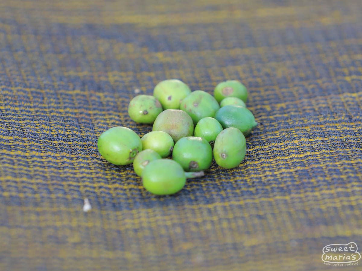Ethiopia Dry Process Hambela Buliye