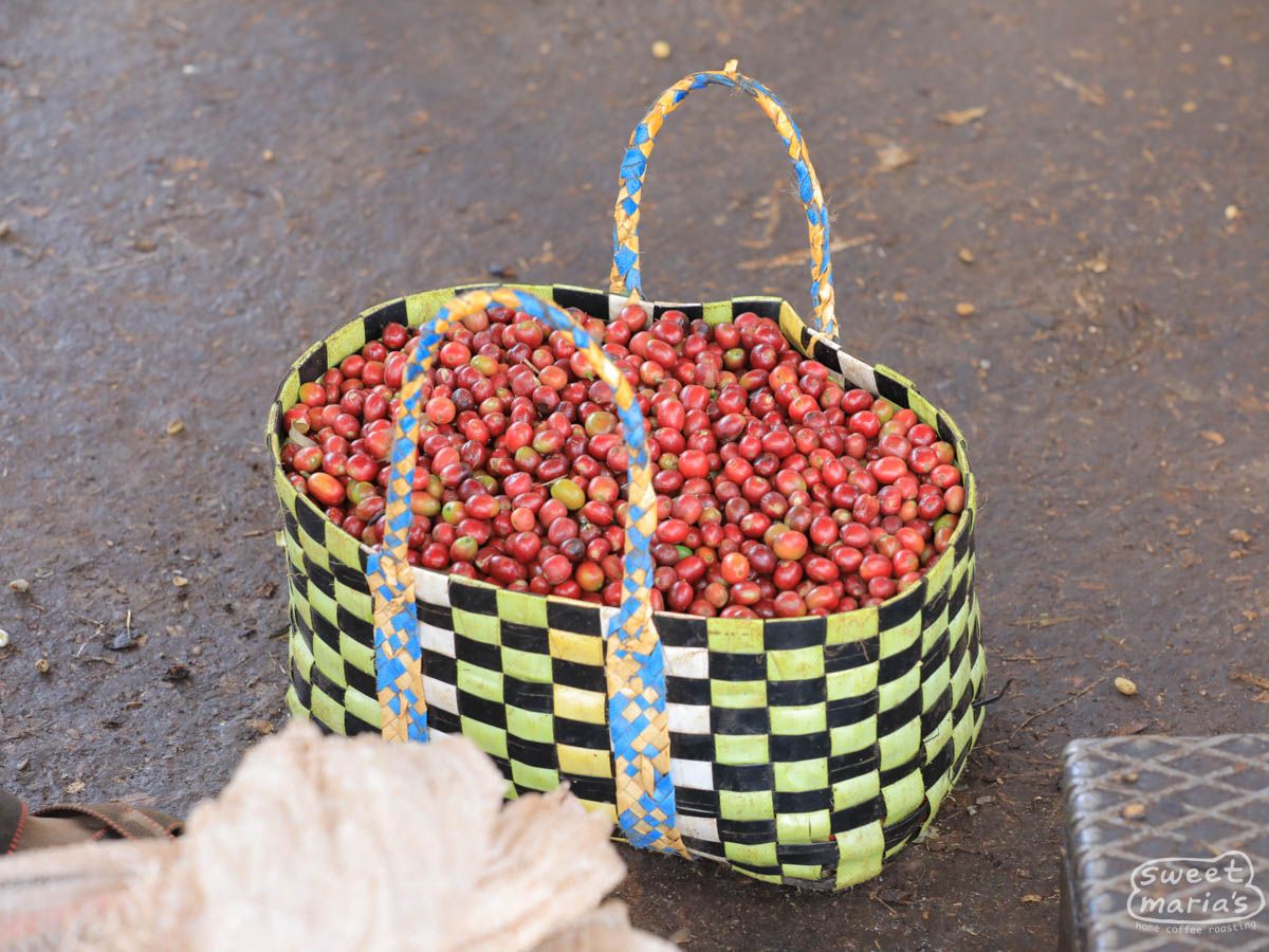 Ethiopia Shakiso Wesi