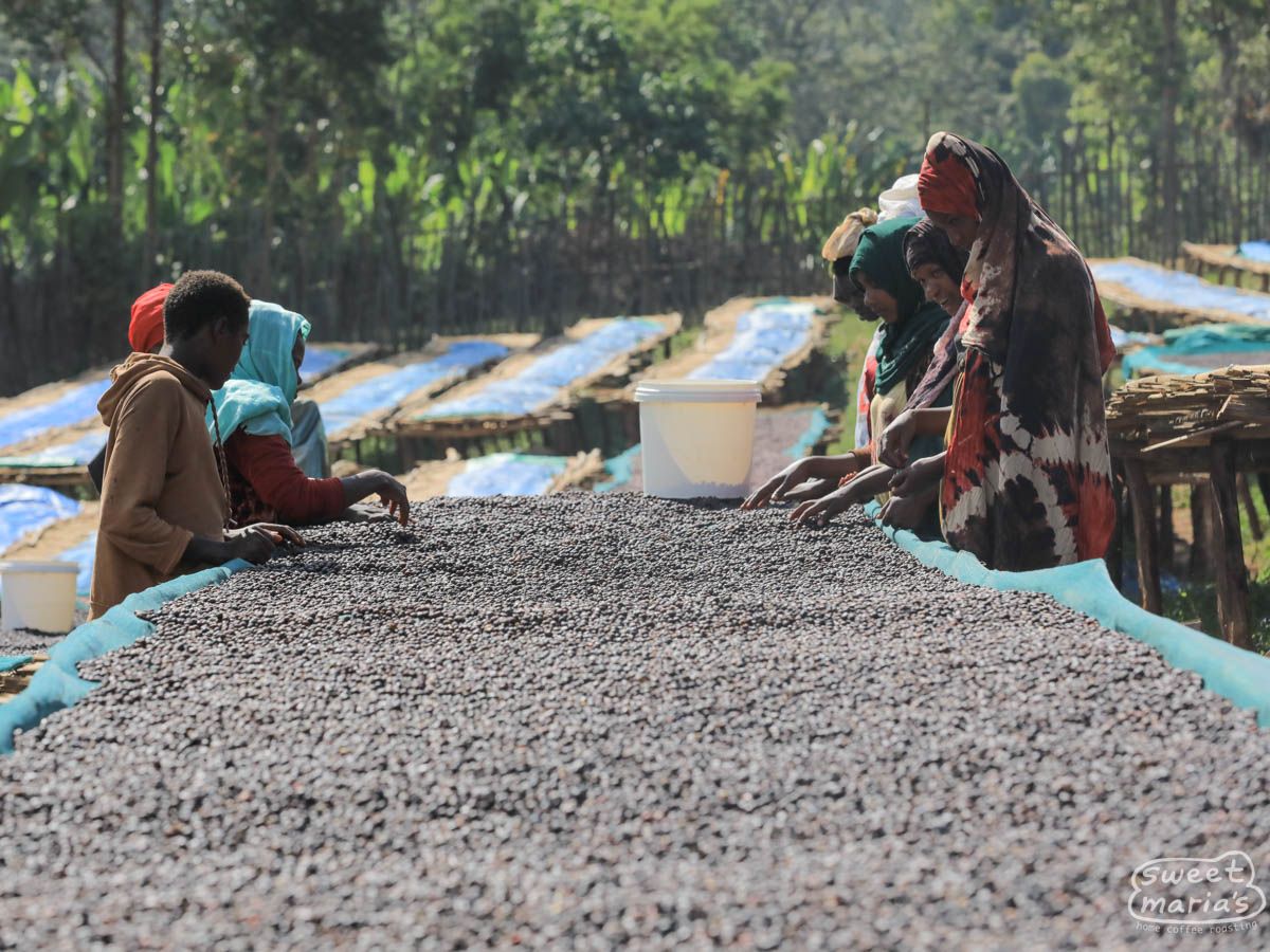 Ethiopia Dry Process Guji Tuku