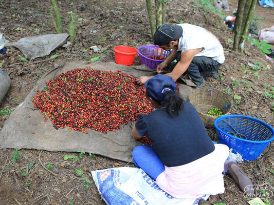 Guatemala FTO Dry Process Chuacús