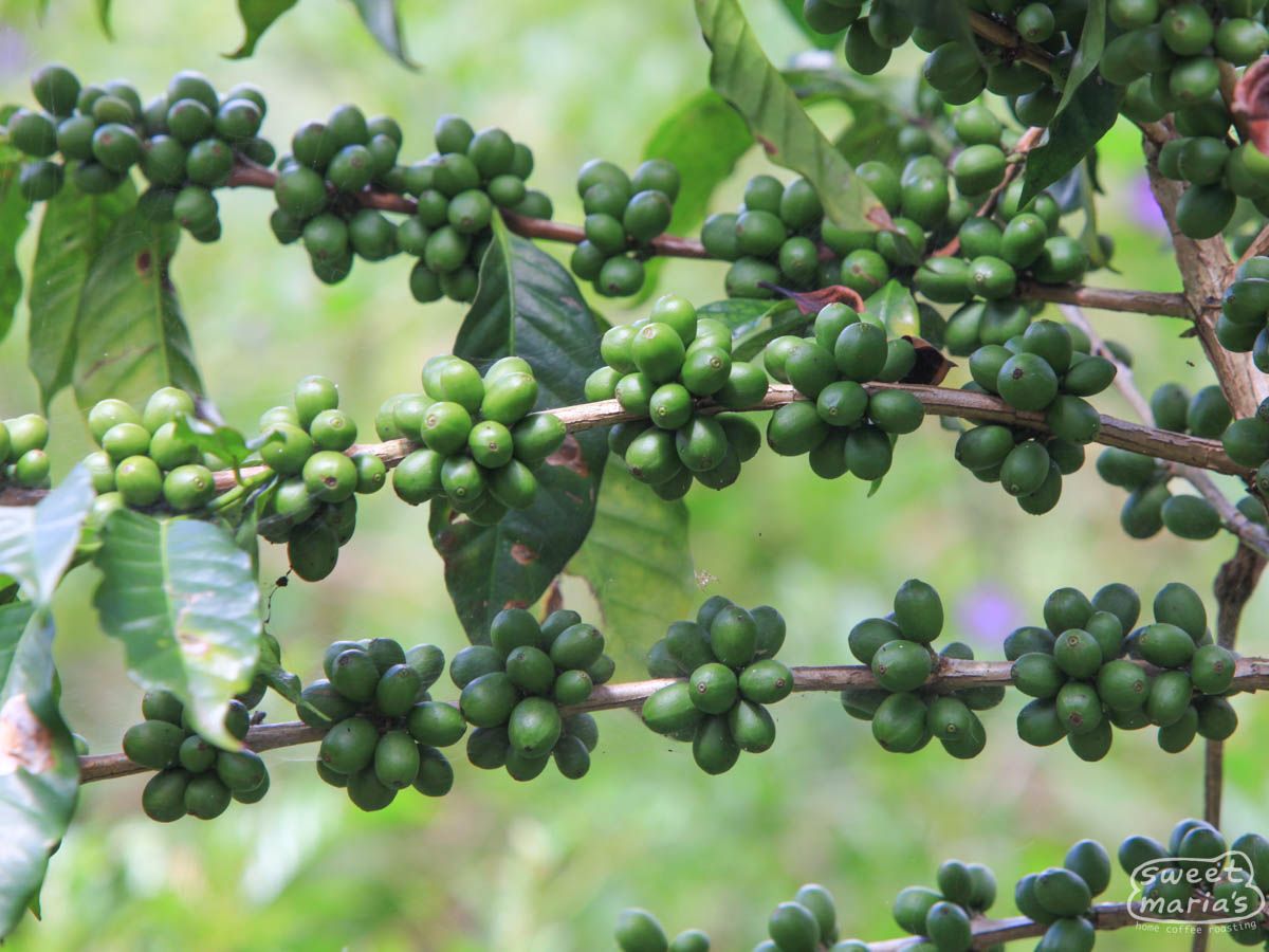 Guatemala Huehuetenango Boqueroncito