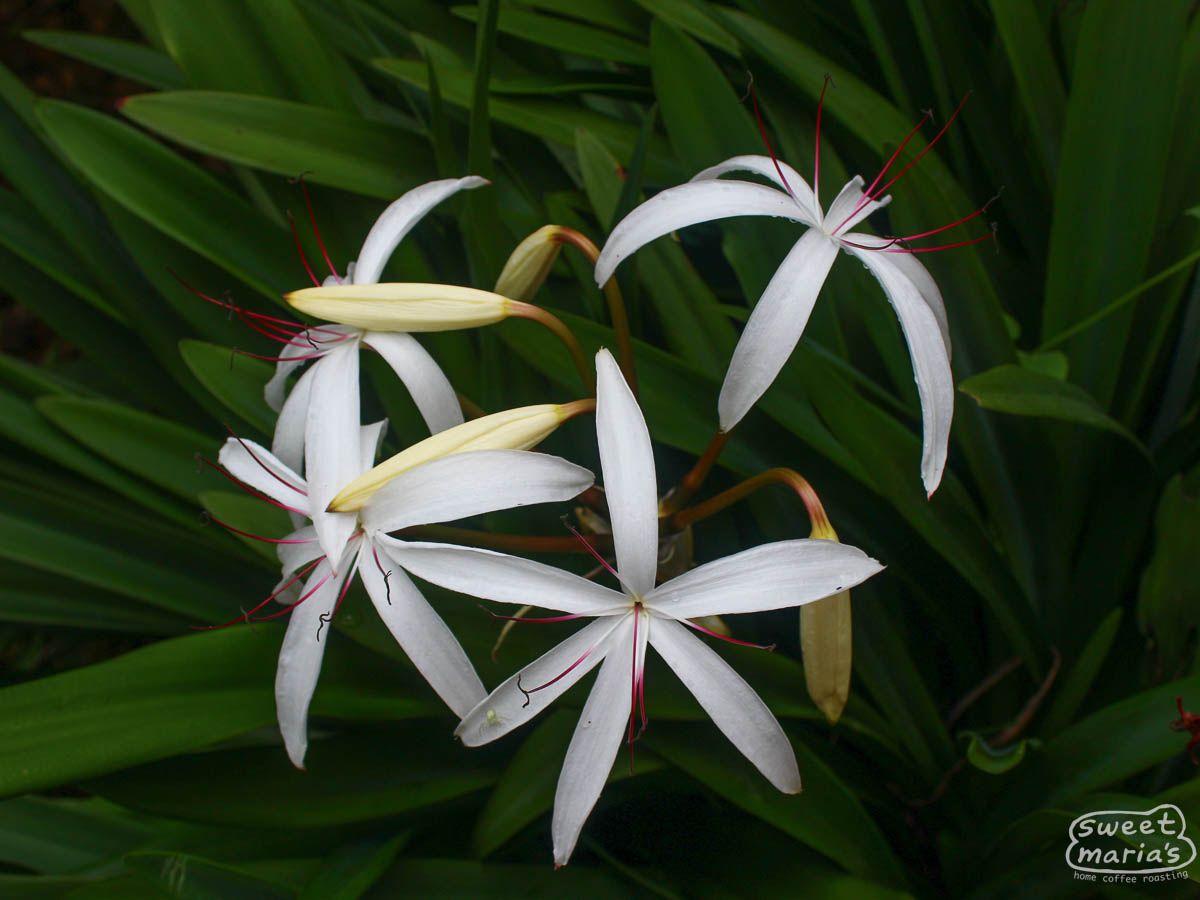 Honduras Honey Process Sara Chinchilla