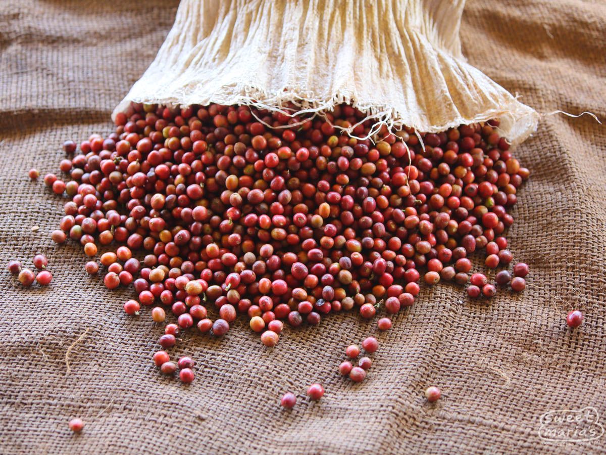 Kenya Nyeri Mahiga Peaberry