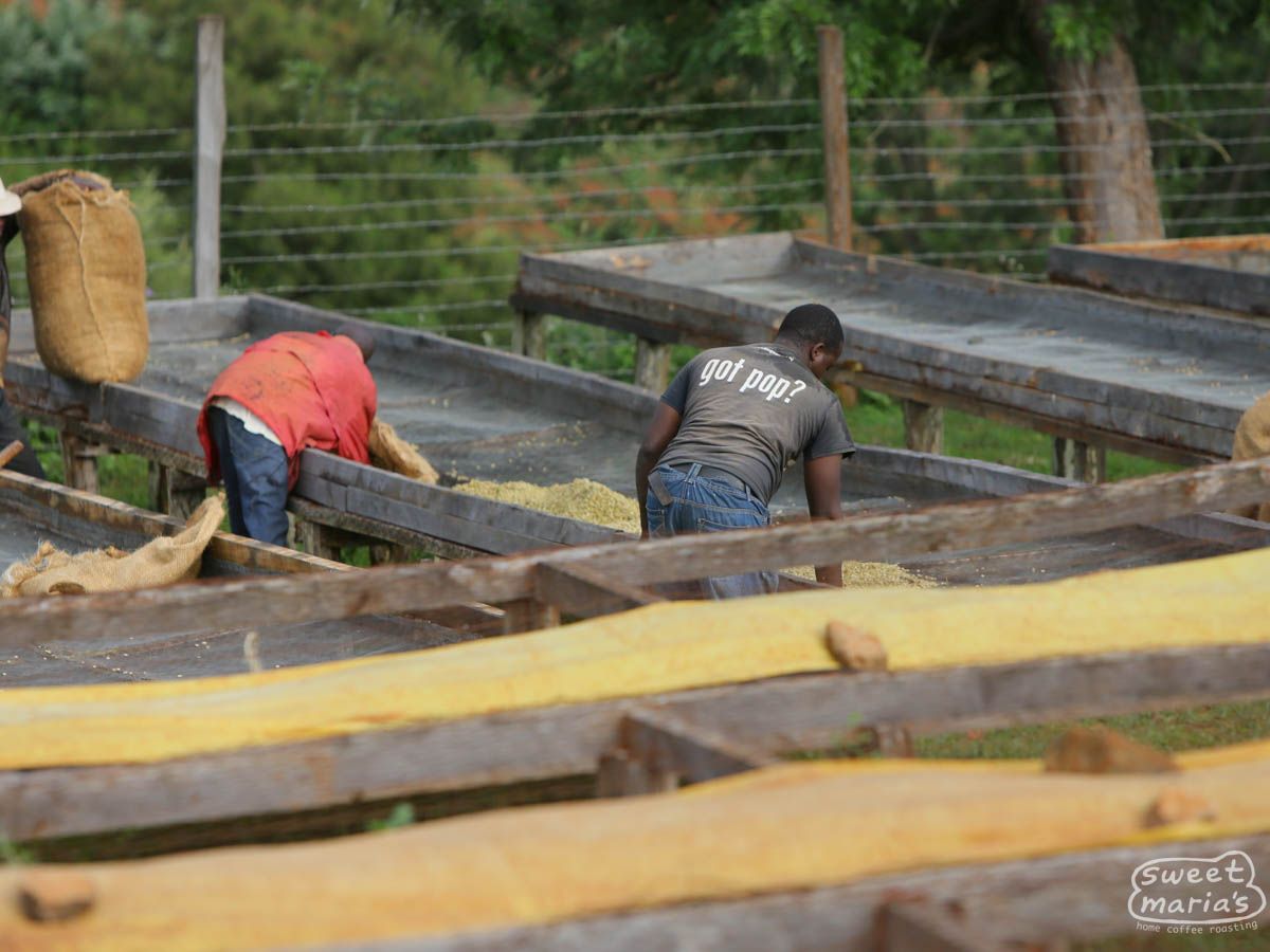 Kenya Nyeri Mahiga Peaberry