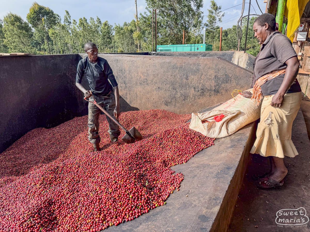 Kenya Kirinyaga Kamwangi Peaberry