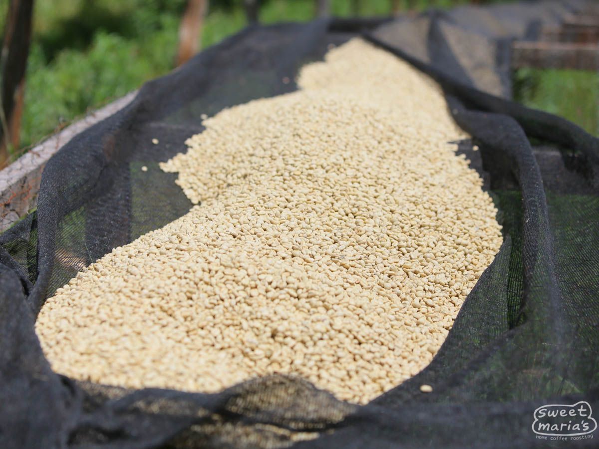 Kenya Nyeri Kamoini AA