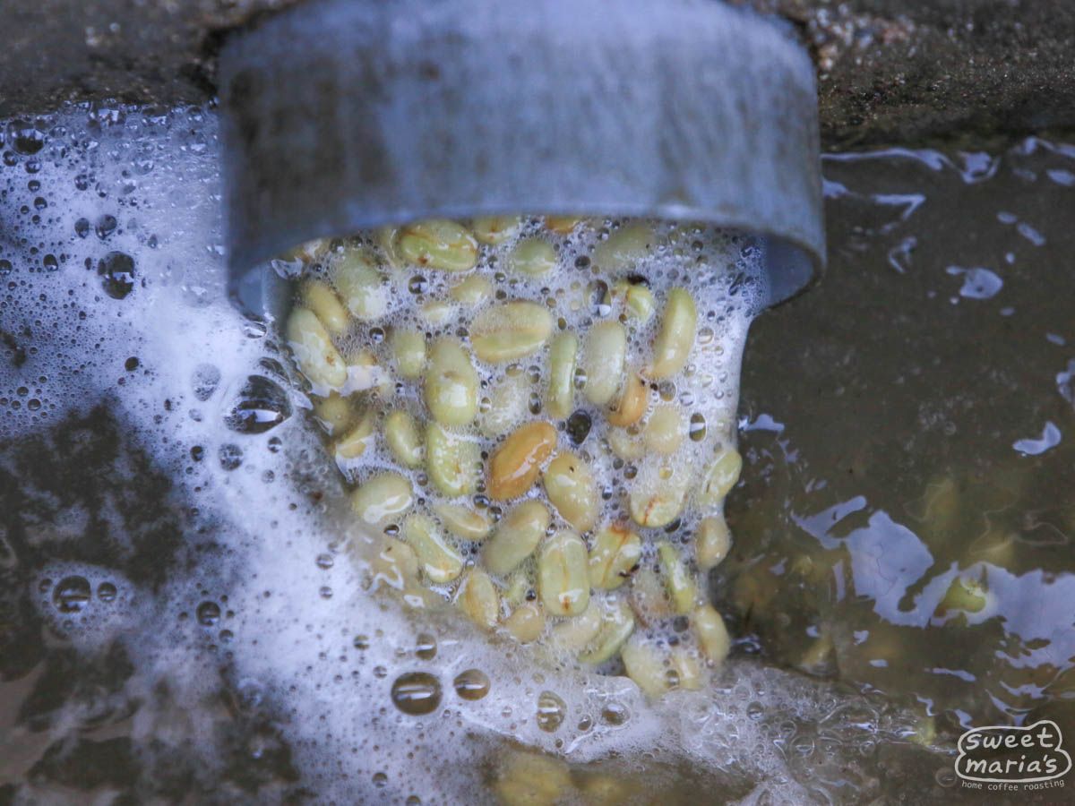 Nicaragua Maracaturra Los Medios