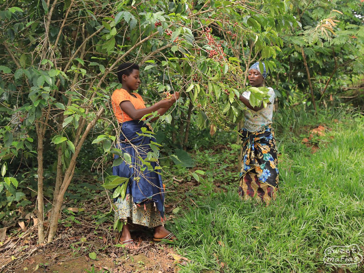Burundi Dry Process Colline Kigina