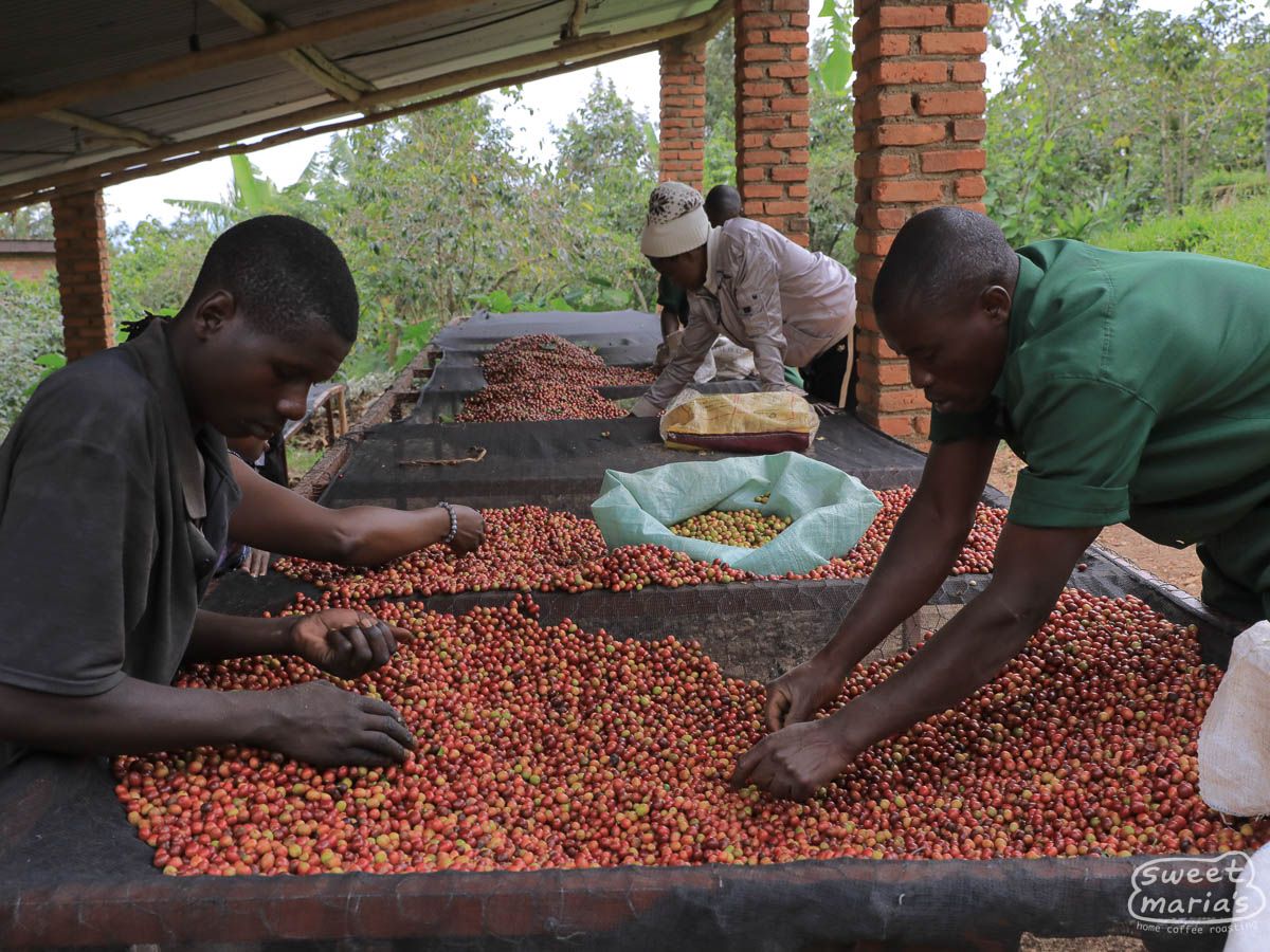 Rwanda Rutsiro Mushonyi
