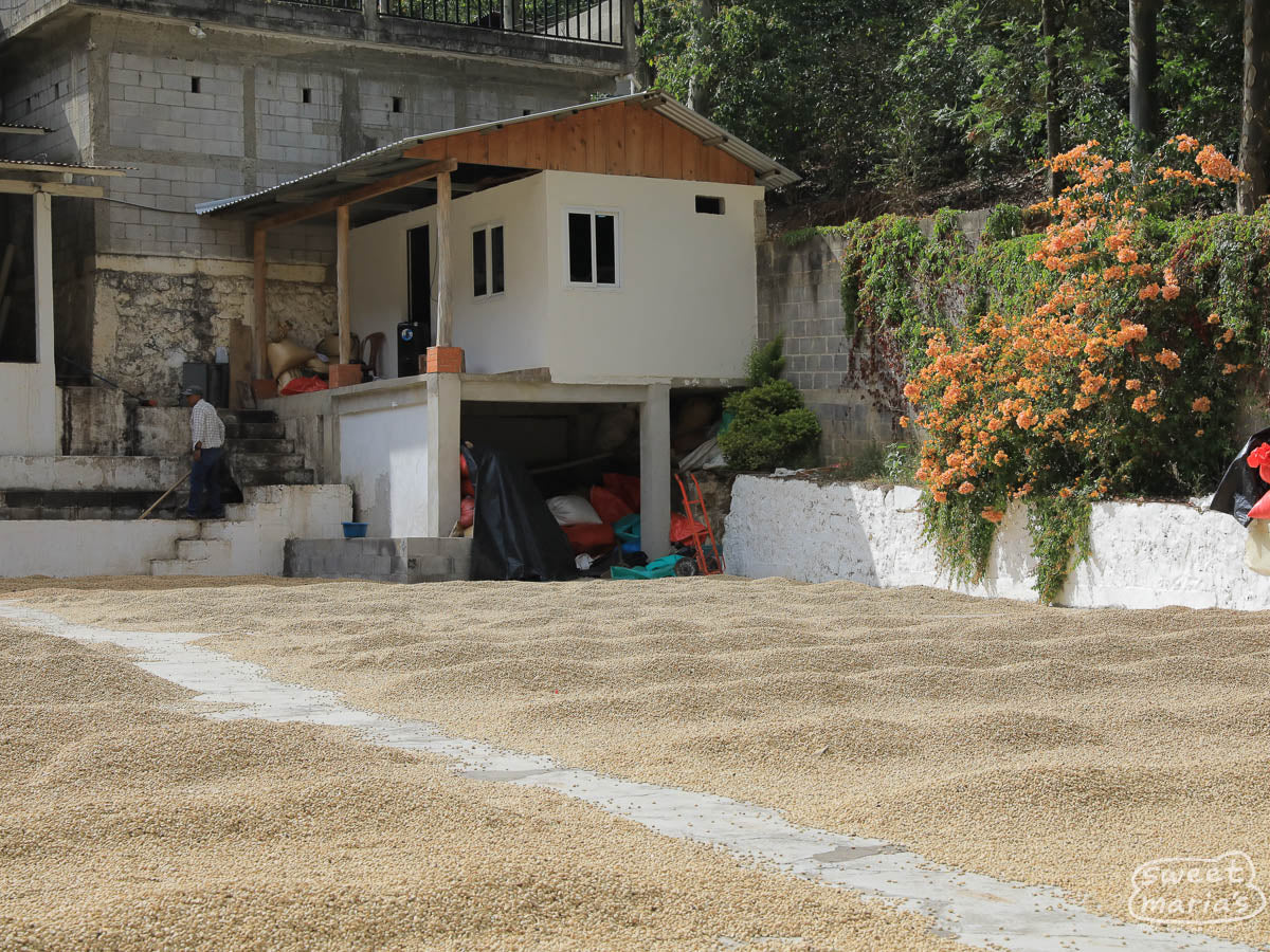 Guatemala Libertad Aurelio Del Cerro