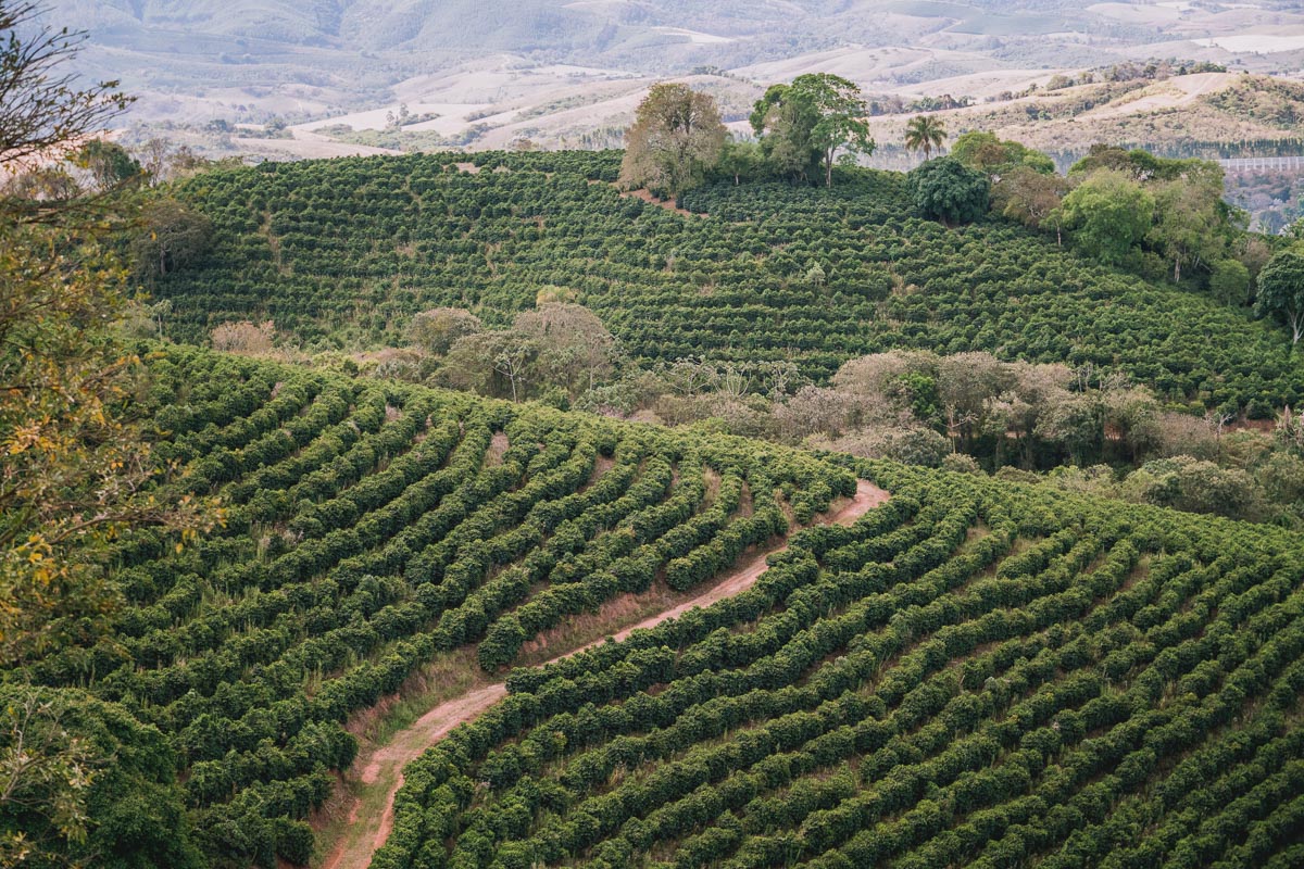 Brazil Carmo de Minas Fazenda Sertão