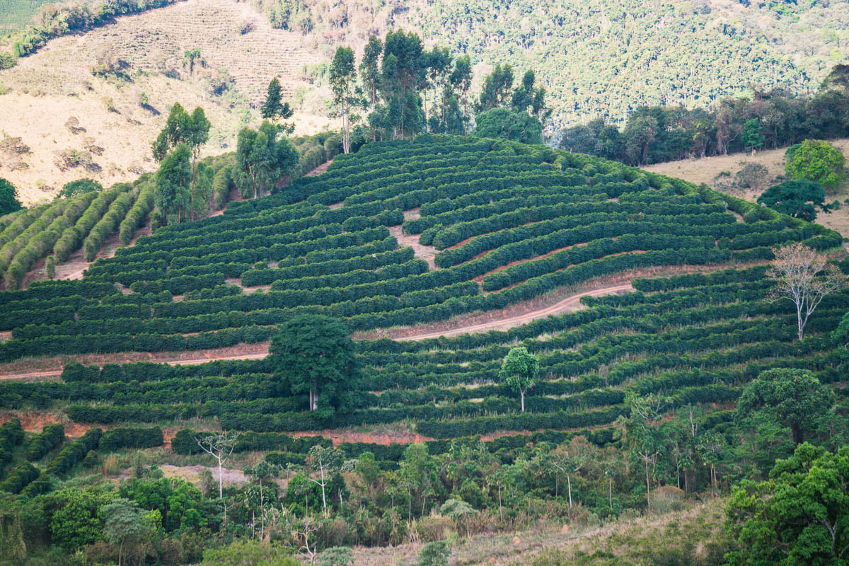 Brazil Carmo de Minas Fazenda Sertão