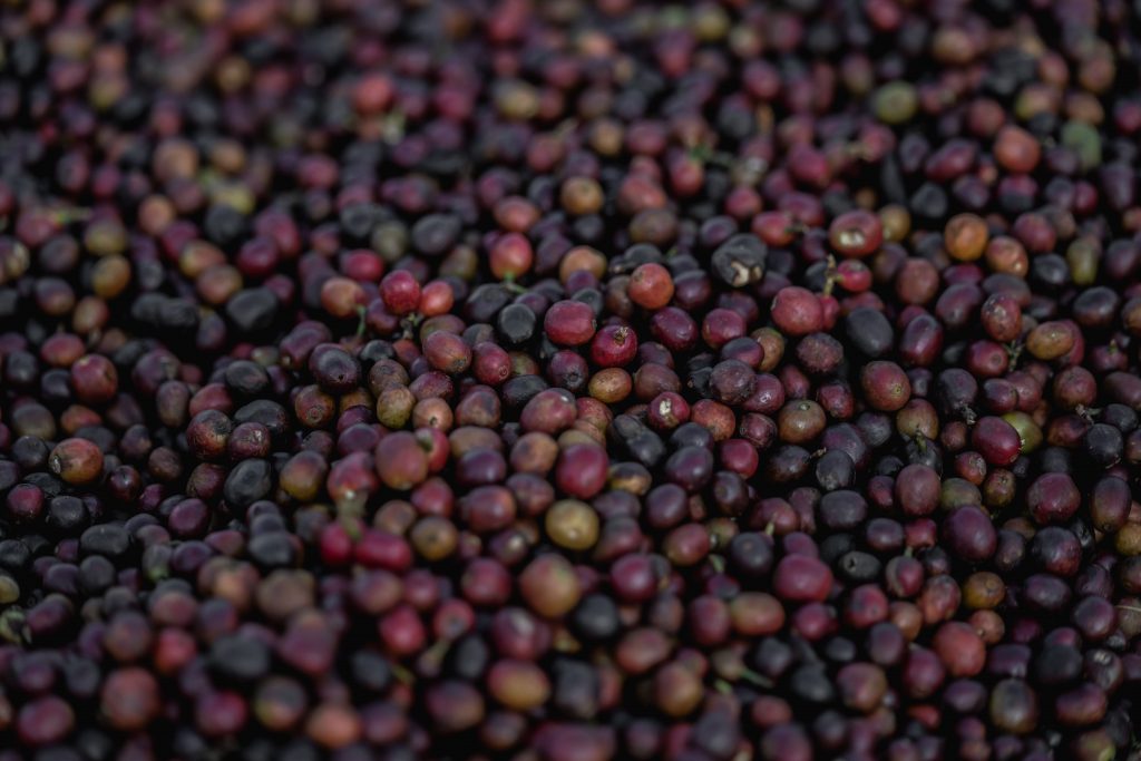 Ethiopia Yirgacheffe Chelchele