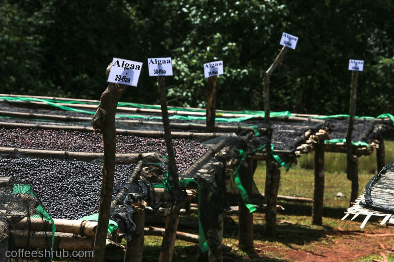 Ethiopia Mormora Guji Highland