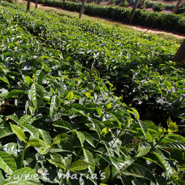 Kenya Nyeri Gathaithi AB