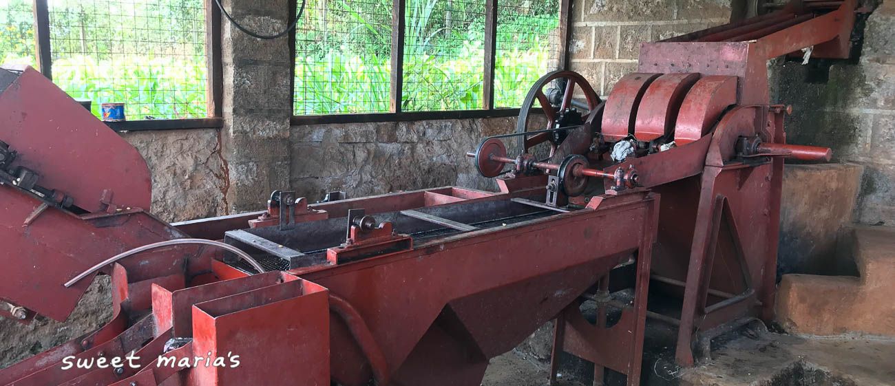 Kenya Kiambu Fram Farm AA