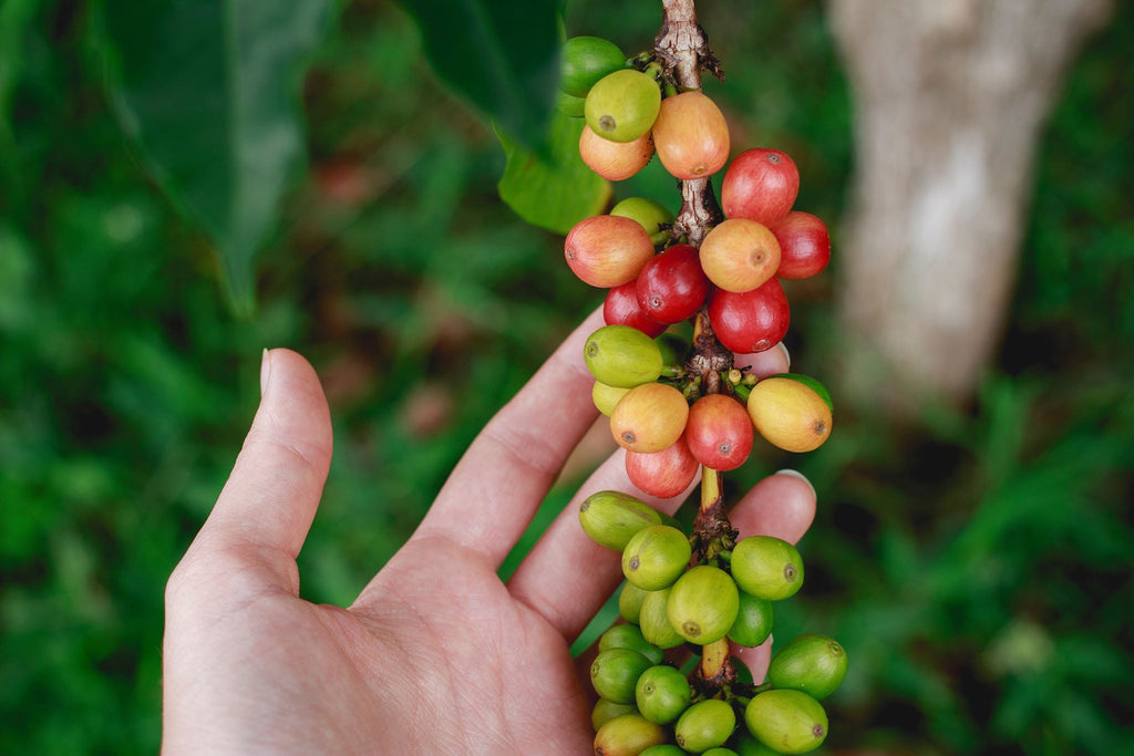 Coffee Roots - Your Favorite Tropical Fruit
