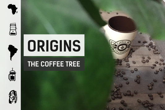 Coffee Origins: The Coffee Tree