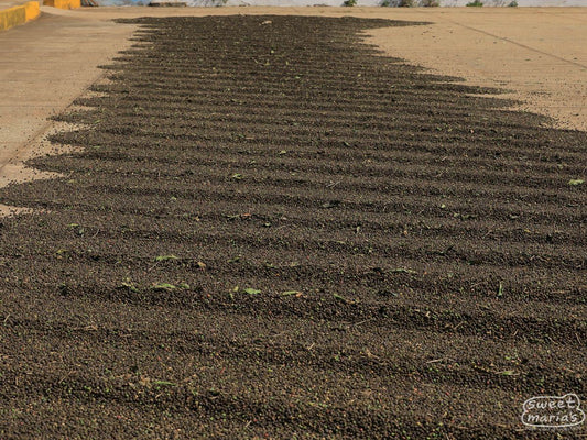 Brazil Dry Process Doña Maria Dorotéia