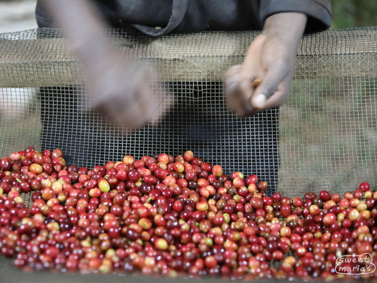 Photo of Burundi Dry Process Kibingo