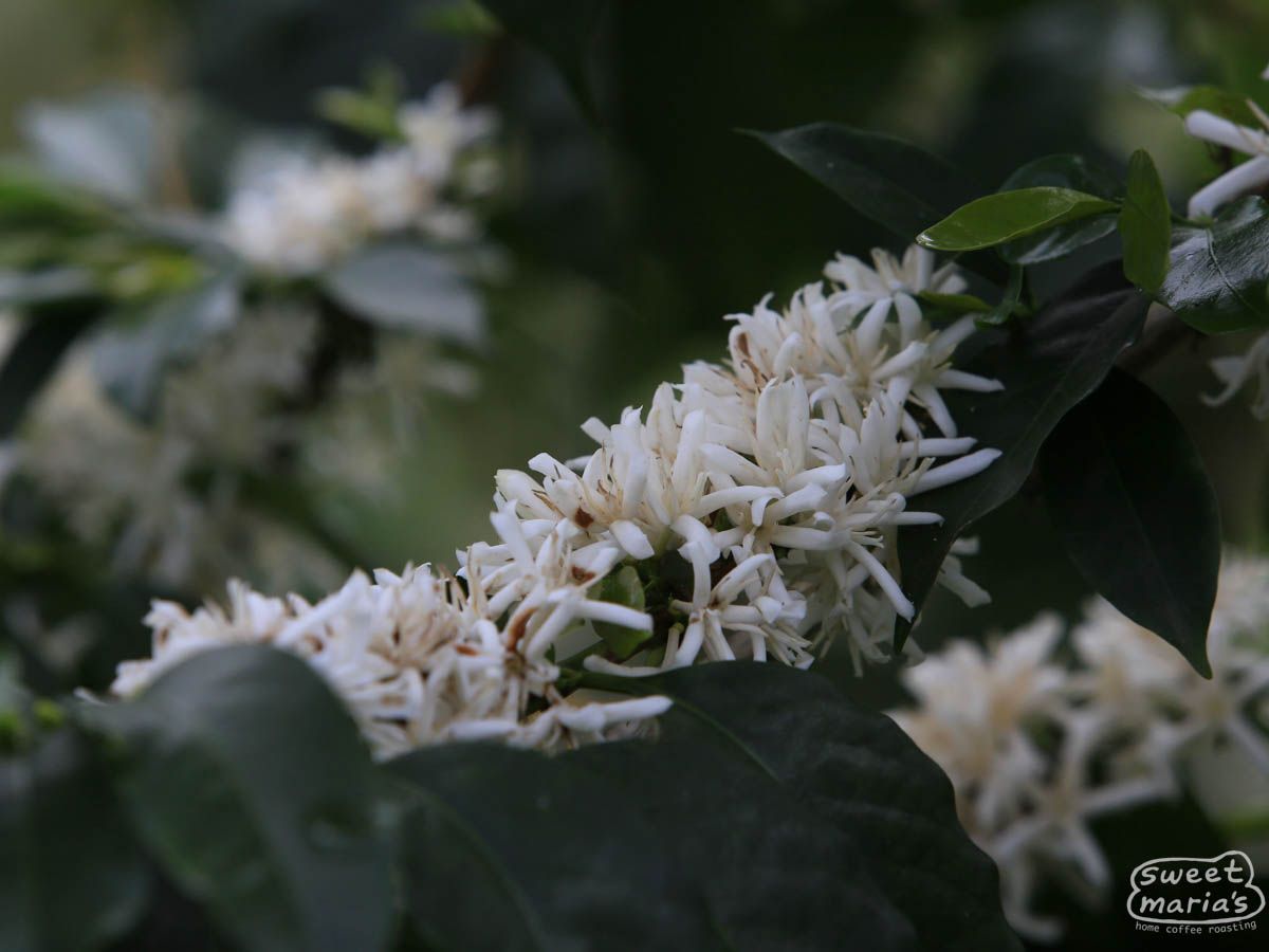 Colombia San Antonio EA Decaf