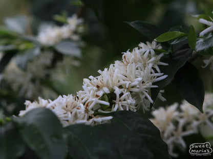 Colombia San Antonio EA Decaf