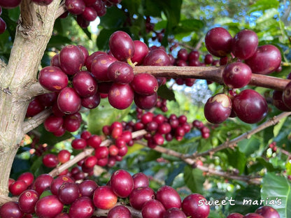 Costa Rica Anaerobic Dry Process Higuito