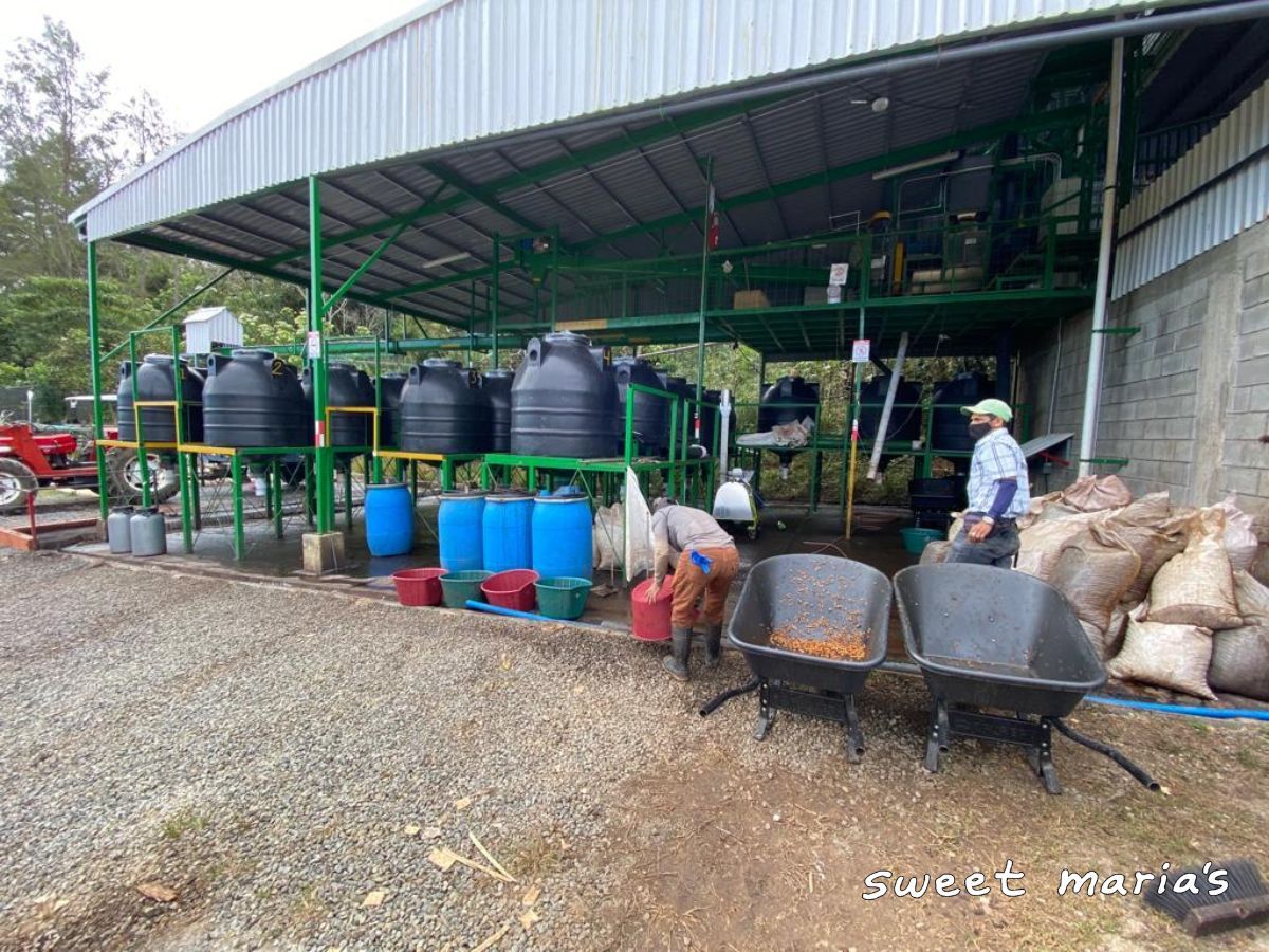 Costa Rica Anaerobic Dry Process Higuito