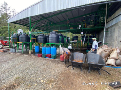 Costa Rica Anaerobic Dry Process Higuito