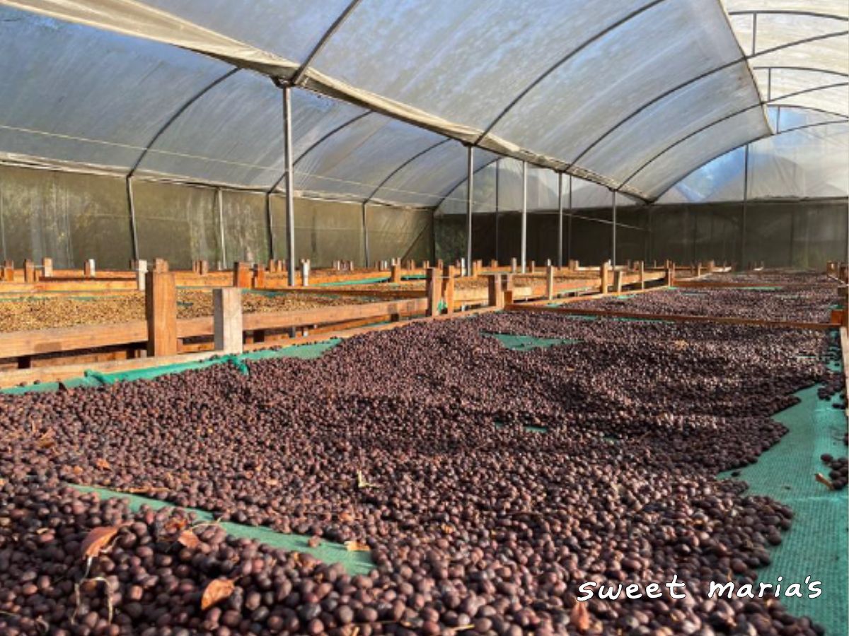 Photo of Costa Rica Anaerobic Dry Process Higuito
