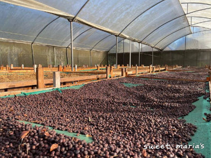 Costa Rica Anaerobic Dry Process Higuito