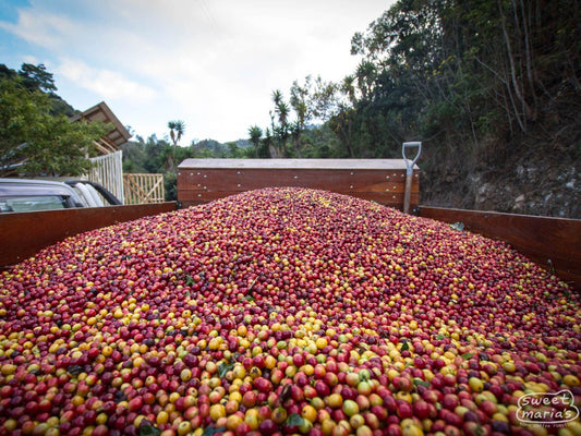 Costa Rica Anaerobic Cristian Alvarez