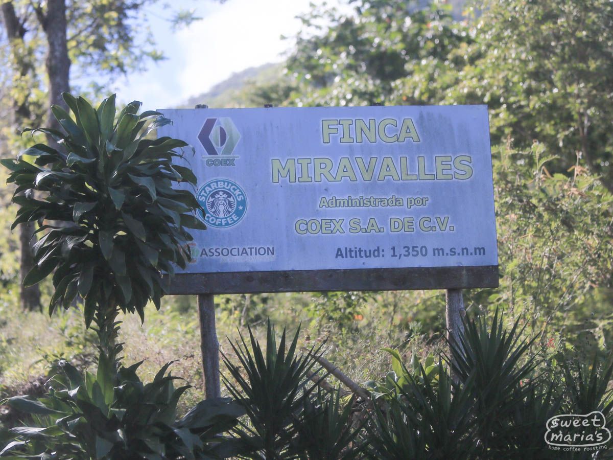 El Salvador Apaneca Finca Miravalle