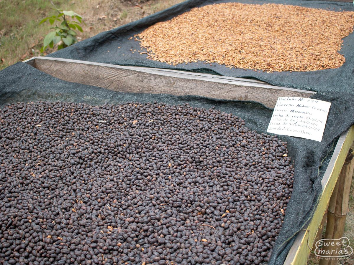 El Salvador Dry Process Finca Miravalles