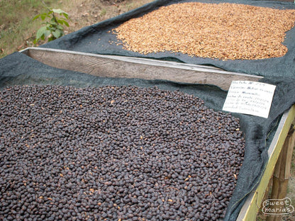 El Salvador Dry Process Finca Miravalles