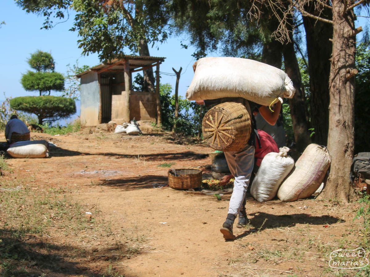 El Salvador Apaneca Finca Miravalle