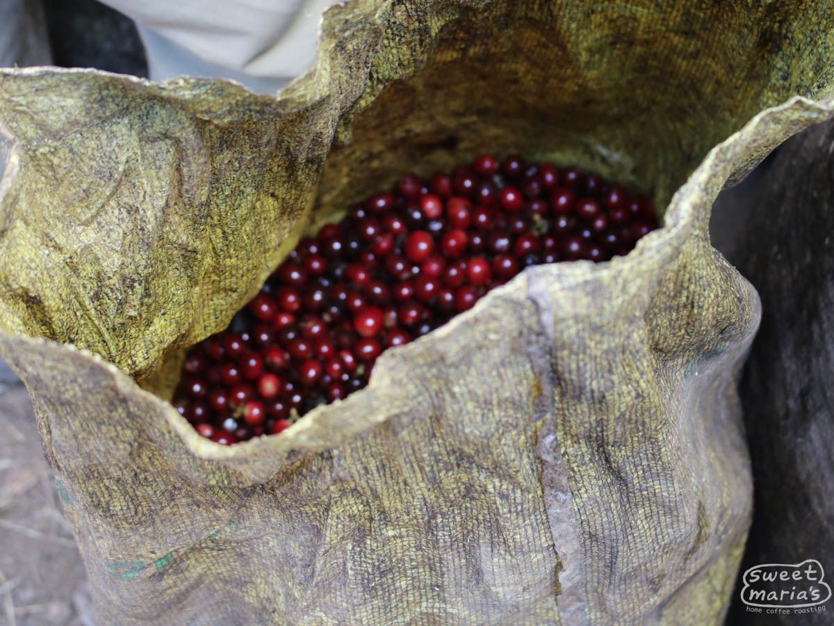 Photo of El Salvador Dry Process Finca Miravalles