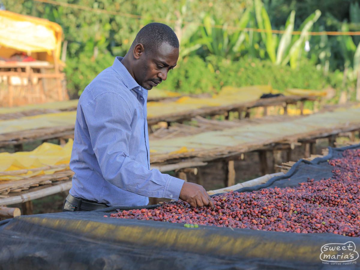 Photo of Ethiopia Dry Process Hambela Buliye