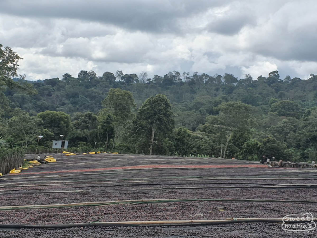 Ethiopia Guji Godina SWP Decaf