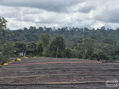Ethiopia Guji Godina SWP Decaf