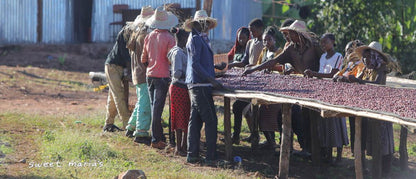 Ethiopia Dry Process Guji Buku