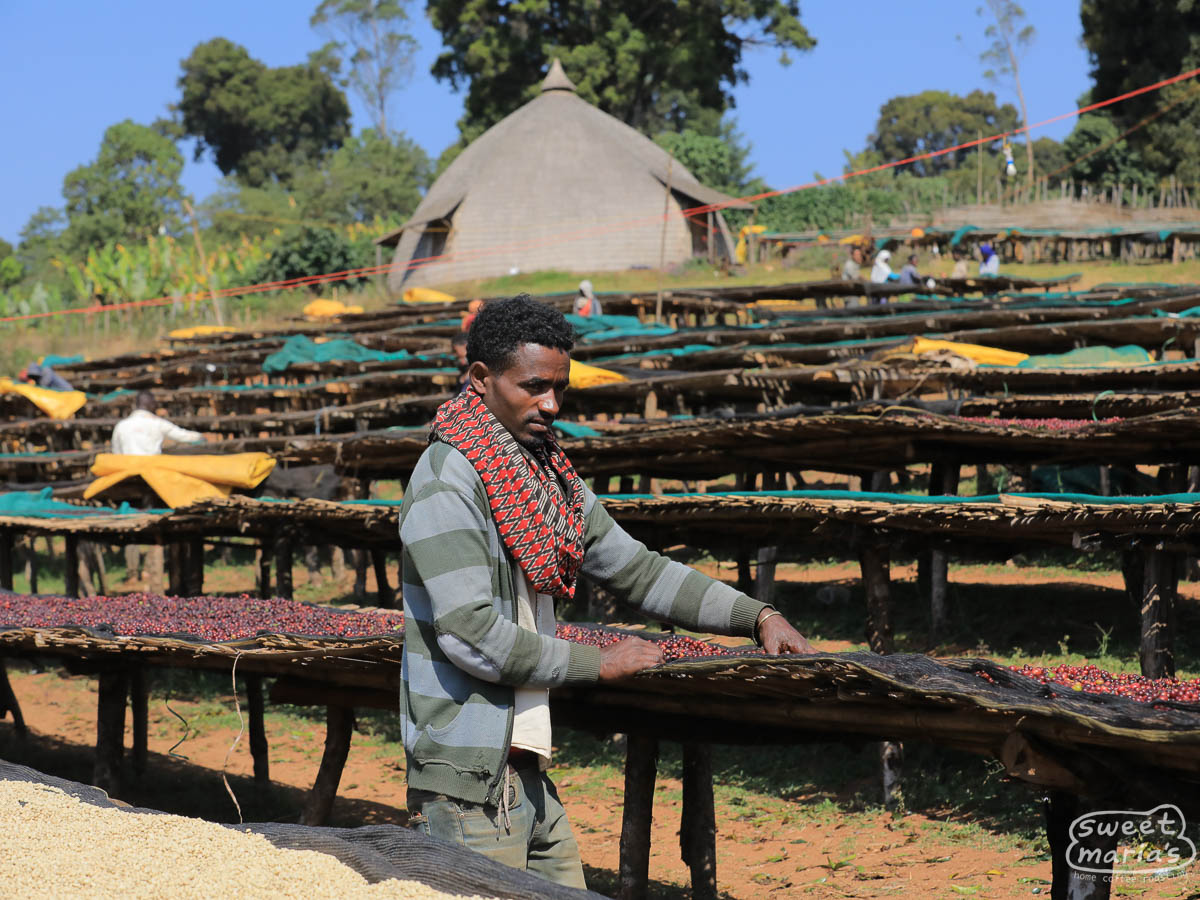 Photo of Ethiopia Guji Godina SWP Decaf - 12 oz / Whole Bean