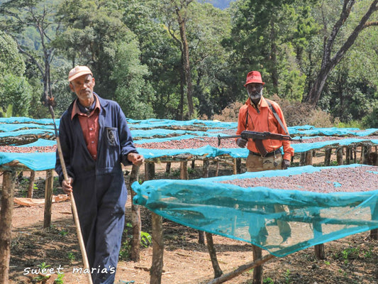 Ethiopia Mirabawi Buna SWP Decaf