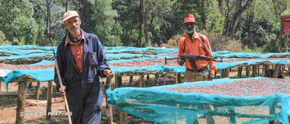 Ethiopia Limu Boter Farm SWP Decaf